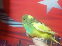 Sağlıklı muhabbet kuşu yavrular