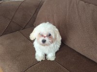 Maltipoo köpeğimiz