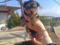 (Yorki) Yorkshire