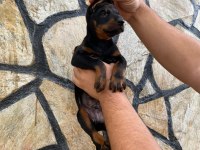 Estetikli Ve Estetiksiz Doberman Yavrular