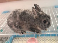 Hollanda Cüce Erkek Damızlık Chinchilla Renk Tavşan