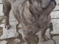 Blue merle erkek merle dişi french bulldog