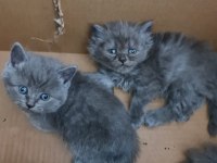British shorthair ve longhair bebekler