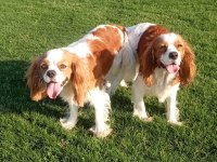 Orijinal Cavalier King Charles Yavrular