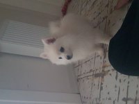 Pomeranian spitz yavrumuz