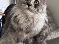 Full şecereli mükemmel profilde dev Maine Coon yavruları