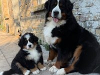 BERNESE YAVRULAR