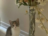 2 adet tekir bebişler yeni yuvalarını arıyor
