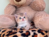 SAFKAN BRİTİSH SHORTHAİR ERKEK BEBEKLER