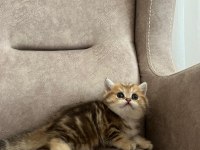 Özel Yavru British Shorthair Arayanlara