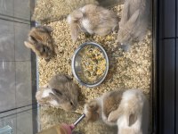 2 Aylık Lop Hollanda Tavşanları