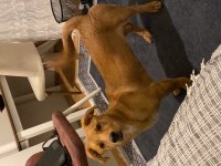1 yaşında çipli aşılı erkek labrador