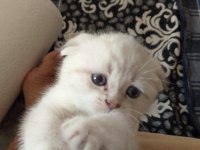Scottish straight ve scottish fold yavrular