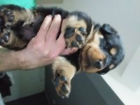 Yavru rottweiler