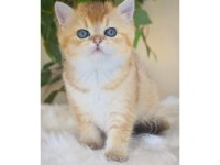 Muhteşem Golden British Shorthair Yavruları