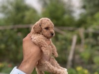 Maltipoo bebeklerimiz