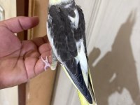 39 Günlük Kusursuz Pied Bebek Sultan Papağanı