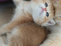 Muhteşem Golden British shorthair yavrular