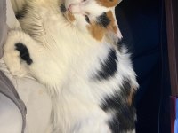 ÜNİVERSİTEYE GİDECEĞİM İÇİN KEDİMİZE ACİL YUVA ARANIYOR