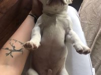 Lilac tan platium micro french bulldog