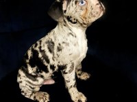 Çok iyi Kalite Erkek Marly Frennch Bulldog