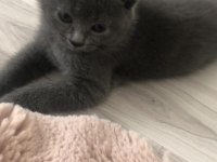 Gri British Shorthair oğluşumuz