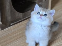 Mükemmel kalitede british shorthair yavrular