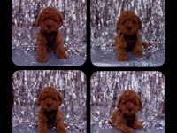 Toy poodle yavrular