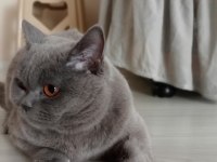 British shorthair erkek yavrumuz