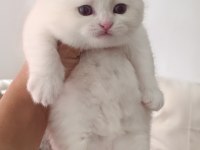 Scottish Fold Kedimizi Rezerve İçin Whatsapptan Yazın