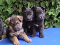 SHOWLINE (DUSUK BEL) ALMAN ÇOBAN KÖPEĞİ