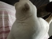 İşe başladığımdan dolayı ilanda scottish fold
