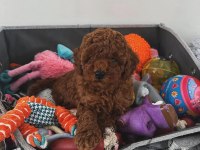Toy Poodle Arayanlara Özel Sağlık Garantili