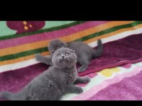 Üst düzey scottish fold bebekler
