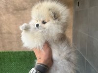 MİNİK TEDDY POMERANİAN BEBEĞİM