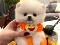 Evinize mutluluk getirecek minicik yavru pomeranian