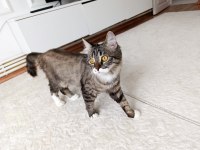 British longhair dişi kedim