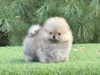 En pofidiği en tatlıları pomeranian