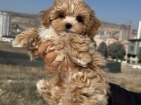 Petmode köpek çiftliğinden kore maltipoo 