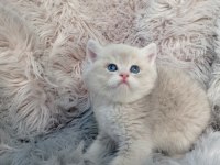 SHOW KALİTE AYI SURAT BRİTİSH SHORTHAİR AY12 ERKEK