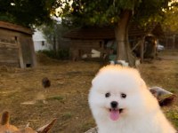 POMERANİAN DİŞİ ERKEK YAVRULARIMIZ