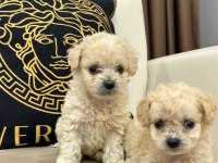 Maltipoo yavrular yeni ailelerini bekliyor