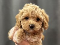 Mini mini maltipoo bebekler