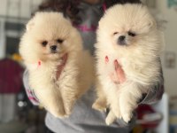Pomeranian boo köpekler ayı surat