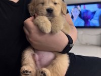 Orjinal golden retriever köpeği