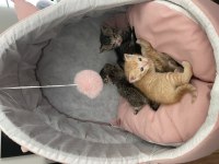 British shorthair annemizin yavruları oldu Erkek-dişi
