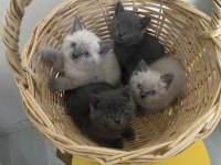 50 Günlük Bebek Kediler