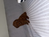 DİŞİ KORE POODLE YAVRU