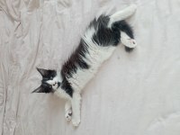 Nazik maine coon devler yuvasını arıyor