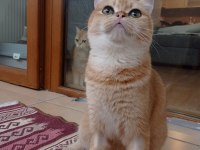 British shorthair golden ny12 dişi 12 aylık